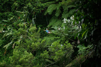zipline through the rain forest