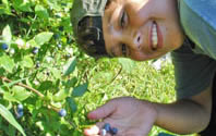 Blueberry Picking on Pitcher Mountain